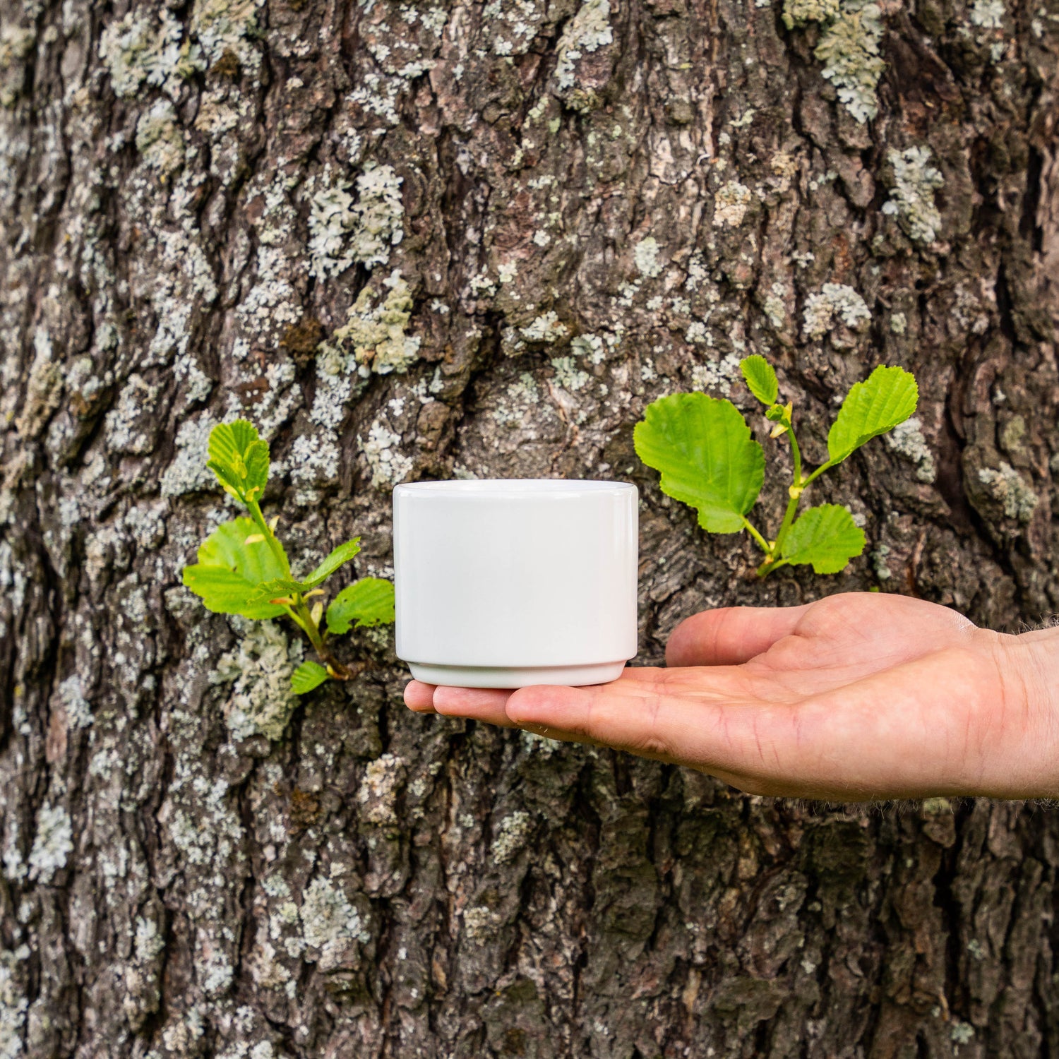 B1100 sokerikko 10 cl ja kaadin 90 cl setti - tyylikäs kahvipöydän asetelma