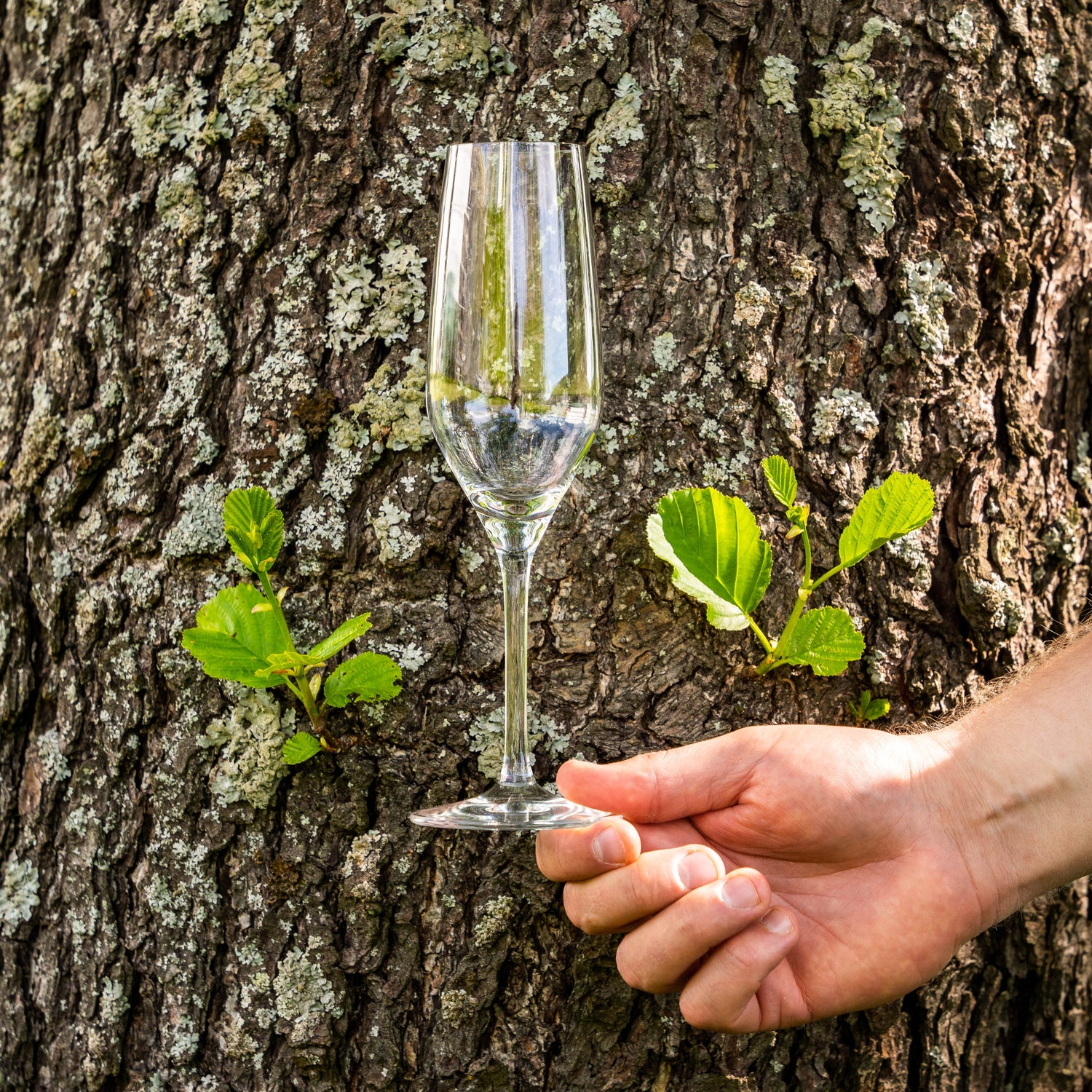 Style-kuohuviinilasi 24 cl - elegantti samppanjalasi juhliin